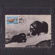 [Carte Maximum / Maximum Card /  Maximumkarte]  Greenland 2020 | Norden ‘Mammals’ Common Issue - Musk Oxen - Cartes-Maximum (CM)