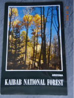 KAIBAB NATIONAL FOREST - Andere & Zonder Classificatie