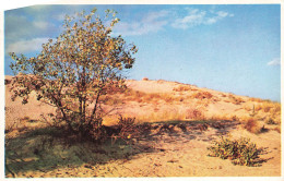 PAYS-BAS - Dunes - Duinen - Carte Postale - Sonstige & Ohne Zuordnung