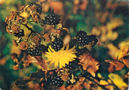 Flowers And Plants Postcard Romania Mure Blackberry - Piante Medicinali