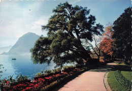 SUISSE - Lugano - Motivo Nel Parco Ciani - Carte Postale - Lugano