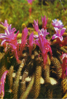 Flowers Postcard Romania Cactus And Flowers In Bloom - Cactus