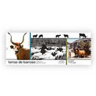 Portugal ** & Barroso Lands, World Agricultural Heritage 2021 (77686) - Koeien