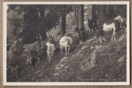 CPA SUISSE - TRIENT - Chèvres Dans La Vallée Du Trient - TB PLAN TROUPEAU - Trient