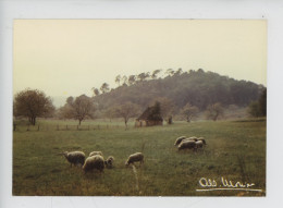 Albert Monier Photographe "Apaisement" Prestige De La Terre N°1005 (mouton Bergerie) - Monier