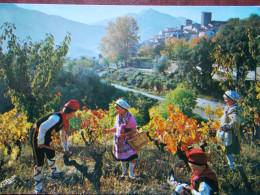 RÉGION - ROUSSILLON - Son Folklore... Ses Vignes... - Languedoc-Roussillon