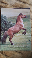 CPM CHEVAL FJORD PFERD HORSE RUADE ED PRESS AG 1988 - Chevaux