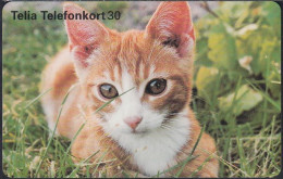 Schweden Chip 261 Kitten - Cat - Katze  (60111/267) - 4309188 - Mint - Suède