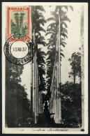 BRAZIL: RIO: Palm Trees, Botanical Garden, Maximum Card Of DE/1912, VF Quality - Andere & Zonder Classificatie