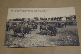 RARE,belle Carte,Gembloux, Institut Sérothérapique (chevaux) 1934, TB Oblitération , Pour Collection - Gembloux