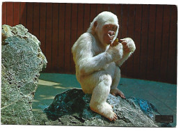 FLOQUET DE NEU / COPITO DE NIEVE ( GORILA ALBINO YA FALLECIDO ).- MONO - SINGE - MONKEY - AFFE. - Singes