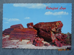 PETRIFIED LOG PETRIFIED FOREST NATIONAL MONUMENT - Andere & Zonder Classificatie