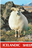 Postcard From Island / Iceland   - Icelandic Sheep - The Wool Is Famous  -   Unused - Faroe Islands