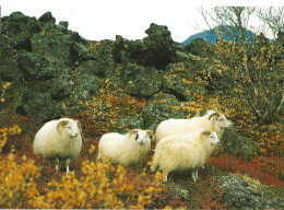 Postcard From Island / Iceland   - Icelandic Sheep - The Wool Is Famous  -   Unused - Islas Feroe