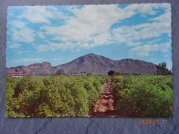 CAMELBACK MOUNTAIN - Phönix