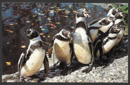 Animals  Animaux - The Humbolt Penguins From Chile - Sealand Of Cape Cod Massachusetts By Wm. Quinn - Delphine