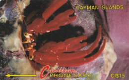 PHONE CARD CAYMAN ISLAND  (E1.23.4 - Iles Cayman