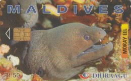 PHONE CARD MALDIVE  (E1.17.6 - Maldiven