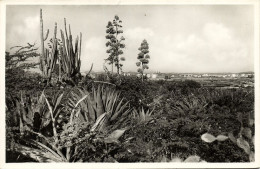 Curacao, N.W.I., Country Side With Oil Refinery 1950s Foto Fisher RPPC Postcard - Curaçao