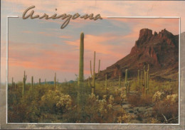 Cartolina Non Viaggiata Arizona Sun Sets On Thick Stands Of Saguaro And Cholla In The Sonnoran Desert - Sonstige & Ohne Zuordnung