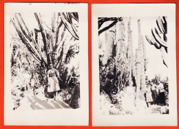 27273 /⭐ ◉ 2 Photographies  ◉ MONACO Allée Bordée Cactus Cierge Jardin Exotique 1950s  ◉ Photographies 9x13cm - Exotic Garden