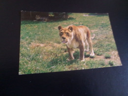 BELLE CARTE .."UN LION" ..the ZOOLOGICAL SOCIETY OF LONDON..WHIPSNADE PARK - Lions