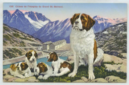 Chiens De L'Hospice Du Grand Saint Bernard (lt6) - Bourg-Saint-Pierre 