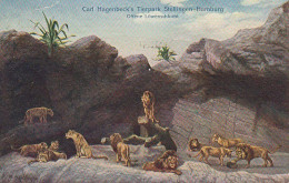 AK Hamburg - Stellingen - Carl Hagenbeck's Tierpark - Offene Löwenschlucht - 1910 (66864) - Stellingen