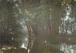 58 - Tannay - Les Bords De L'Yonne Au Moulin "Les Trois Quartes" - Tannay