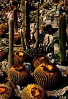 N3 - Reflets De La Côte D'Azur - Jardin Exotique - Cactus