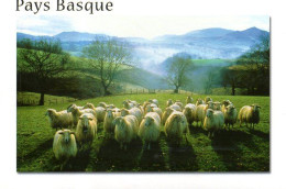 Pays Basque : Paysage Avec Brebis - Aquitaine