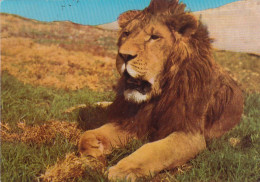 ETHIOPIA - The Ethiopian Majestic Lion 1965 - Ethiopie