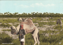 BAHRAIN - Herdsman & Camels - Bahrein