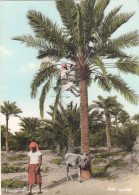 BAHRAIN - Pollinating Palmtree - Baharain