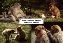 N4 - La Montagne Des Singes Kintzheim - La Forêt Des Singes Rocamadour - Singes