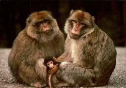 N4 - La Montagne Des Singes Kintzheim - La Forêt Des Singes Rocamadour - Singes