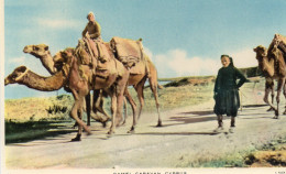 Cyprus - Camel Caravan - Chypre