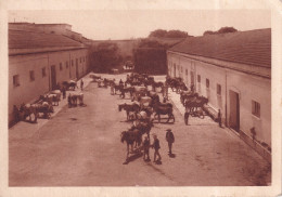 Domaine De La Trappe De Staouëli,près Alger - Lucien Borgeau Propriétaire - Les écuries Principales - Chevaux