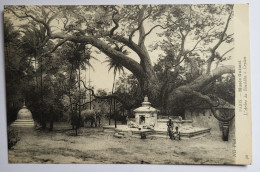 CPA Paris Musée Guimet L'arbre Du Bouddha à Ceylan Elephant - Árboles