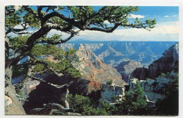 AK 196174 USA - Arizona - Grand Canyon From North Rim - Gran Cañon