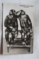 Cpsm 1951, Zoologischer Garten Basel, Schimpansen, Singes, Animaux, Suisse - Singes