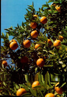 LES BELLES ORANGES DE LA REGION - Árboles