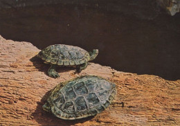 Caspian Pond Turtle Balkan Geoemydidae Saudi Arabia Rare Arabic Postcard - Saoedi-Arabië