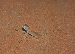 Desert Geko Lizard Stenodactlyus Dorcal Riyadh Saudi Arabia Postcard - Arabia Saudita