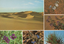 Dahna Dunes Silene Villosa Flowers Of Saudi Arabia Desert Postcard - Arabie Saoudite