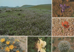Saudi Arabia Thistle Papaver Dubium Desert Flowers Iris Capparis Spinose Postcard - Saudi Arabia