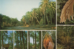 Riyadh Date Fruit Groves Saudi Arabia Rare Arabic Postcard - Arabia Saudita