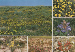 Desert Flowers Of Saudi Arabia Rumex Vesicarius Pipris Babylonica Postcard - Saudi Arabia