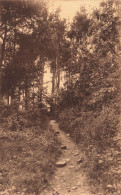 BELGIQUE - Erezée - Sous-Bois - Carte Postale - Erezee