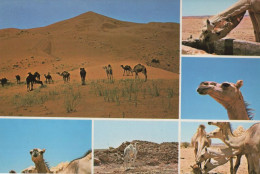 Riyadh Camels Saudi Arabia Rare Arabic Postcard - Saoedi-Arabië